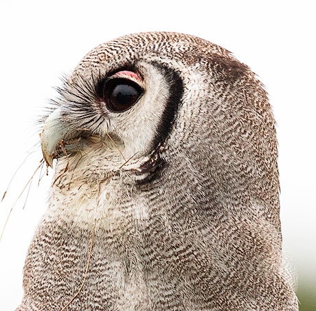 Verreauxs Eagle Owl head side view